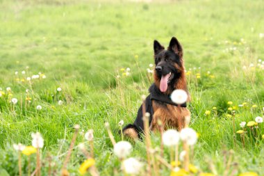 Yürüyüş için koşumlu Alman çoban köpeği güneşli bahar gününde çimlerin üzerindeki parkta.