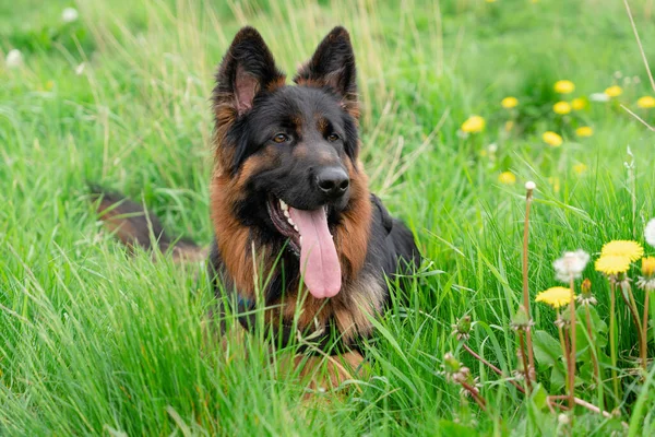 German shepherd dog in  harness out for a walk lying  on the grass in sunny  spring day