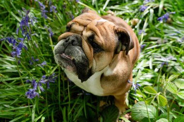 Komik İngiliz / İngiliz Bulldog 'u ilkbahar güneşli bir günde çan çiçeklerine bakar ve oturur.