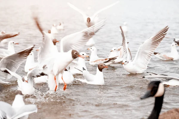 Vliegende Meeuwen Tijdens Vlucht Voor Het Voedsel Onder Het Meer — Stockfoto