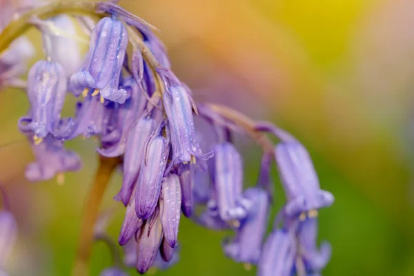 Niesamowite Tło Bluebells Kwiaty Zielonej Łące Słoneczny Wiosenny Dzień Piękna — Zdjęcie stockowe