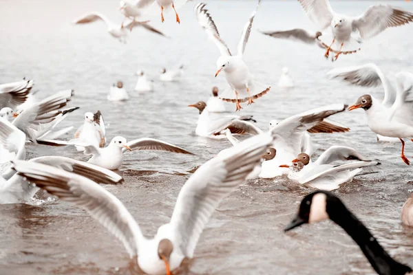 Vliegende Meeuwen Tijdens Vlucht Voor Het Voedsel Onder Het Meer — Stockfoto