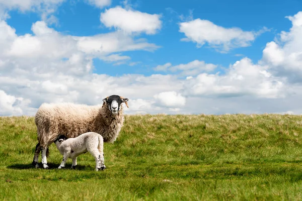 青空に対するピーク地区の牧草地に放牧羊や子羊 — ストック写真