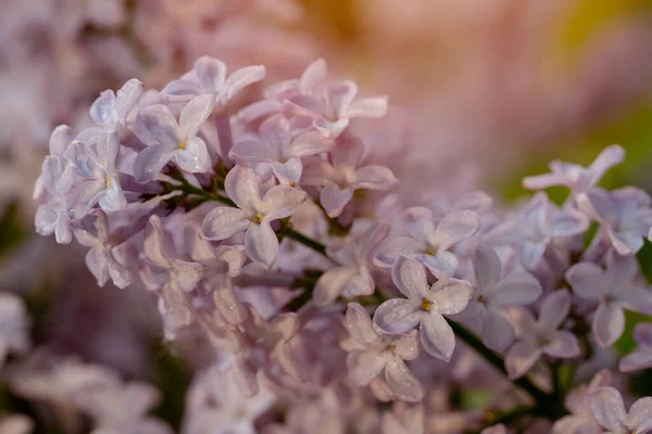 Liliowe Kwiaty Wiosenny Ciepły Dzień Piękna Scena Przyrodnicza Kwitnącym Drzewem — Zdjęcie stockowe