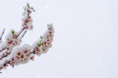 Badem ağacının çiçekleri karlı bahar gününde karda. Çiçek açan ağaç ve güneş ışığıyla güzel bir doğa sahnesi. Bahar çiçekleri. İlkbahar