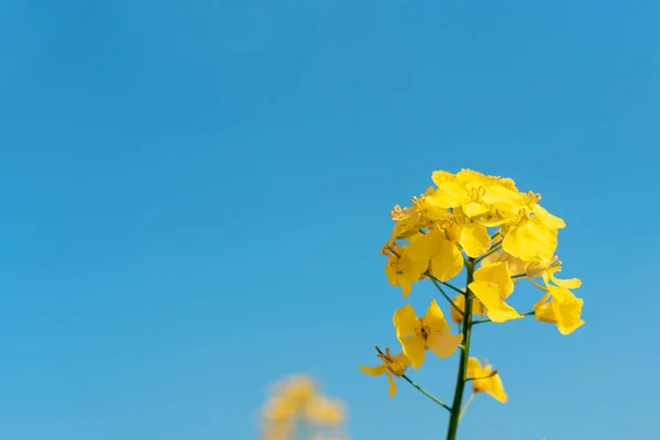 Rapeseed Flower Blue Sky Background Space Text — Stock Photo, Image