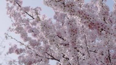 İlkbaharda açan pembe çiçeklerin dalları