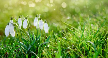 Baharın güneşli bir gününde yeşil çimlerde beyaz kar damlaları. Mesaj için yer var. Yüksek kalite fotoğraf