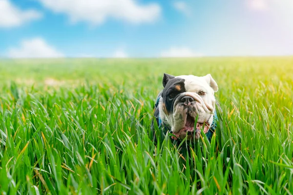 Black tri-color  EnglishBritish Bulldog Dog looking up, licking out its tongue and walking in  the wheat field  on hot sunny day