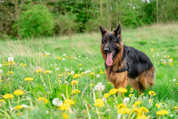 German shepherd dog in harness out for a walk on the grass  near forest in sunny summer day