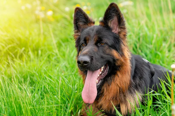 German shepherd dog in harness out for a walk lying on the grass in sunny summer day