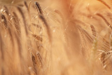 Gün batımında tarlada buğday kulakları kapanıyor. Çiftçiler yiyecek tedarik ediyor ve ulusu besliyor.