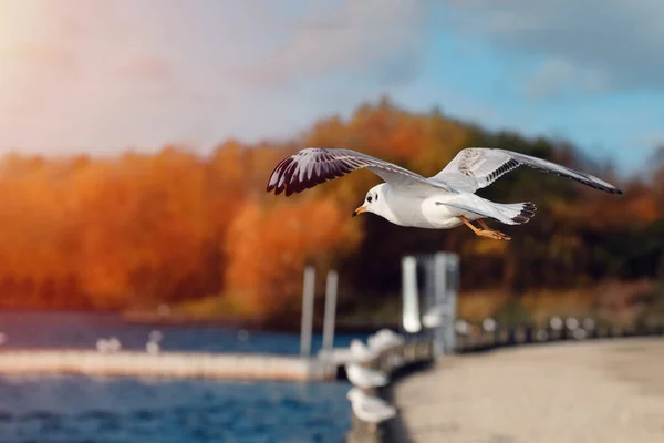 Seagulls Flight Lake Autumn Day — Stock Photo, Image