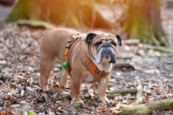 Red English British Bulldog in orange harness out for a walk  in forest on spring sunny day