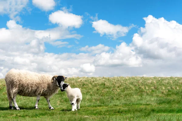 Grazing Sheep Lamb Meadow Peak District Blue Sky — Stock Photo, Image