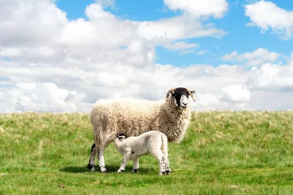 青空に対するピーク地区の牧草地に放牧羊や子羊 — ストック写真