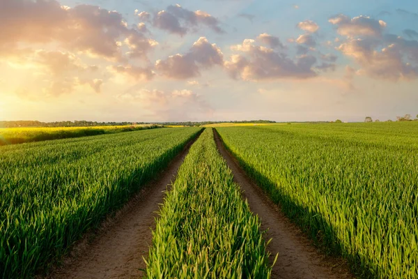 Поле Пшеницы Драматическое Небо Закате Обычный Сельский Пейзаж Англии Йоркшире — стоковое фото