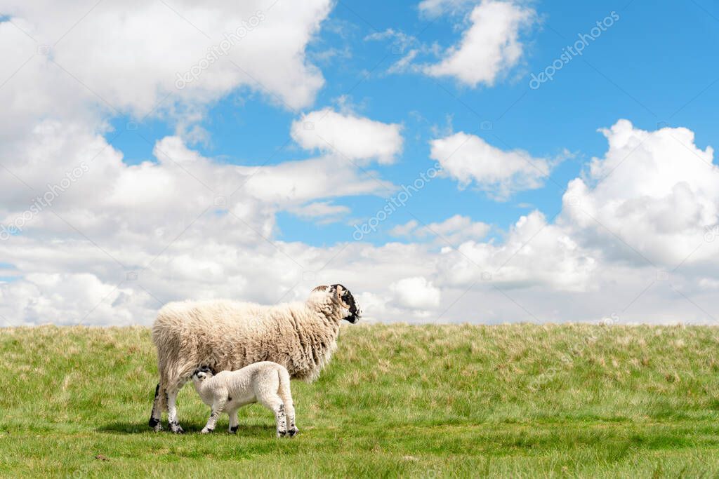 The grazing sheep and  lamb on the meadow in Peak District against the blue sky