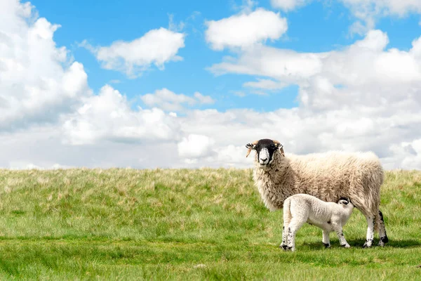 The grazing sheep and  lamb on the meadow in Peak District against the blue sky Space fo text