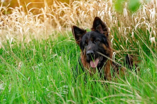 German shepherd dog in harness out for a walk lying on the grass in sunny summer day