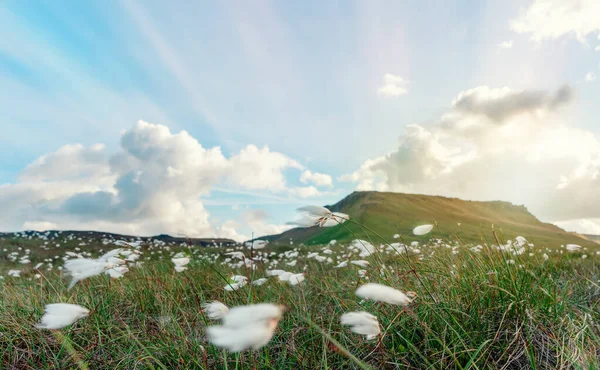Cotton Grass Flower Sunlight Peak District — стоковое фото