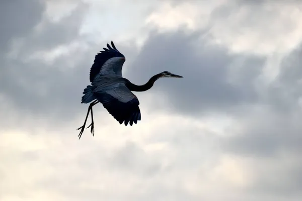 フロリダ州セントオーガスティンの川を飛ぶグレートブルーヘロン — ストック写真
