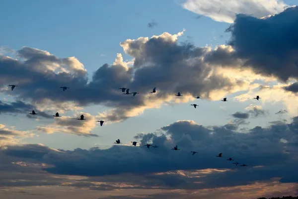 Stormo Grandi Aironi Che Sorvolano Fiume Augustine Florida — Foto Stock