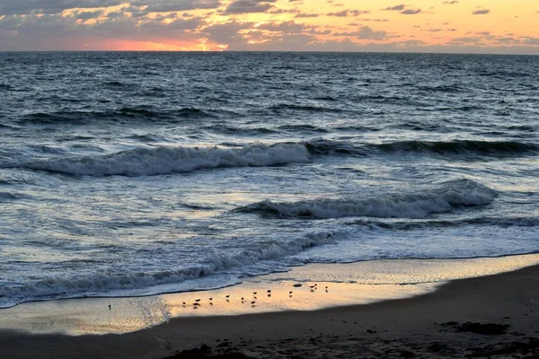 Oceaan Surfen Vroeg Ochtend Tonen Zand Pipers Voeden — Stockfoto