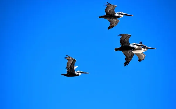 Gruppo Pelicans Che Sorvolano Fiume Augustine Florida — Foto Stock