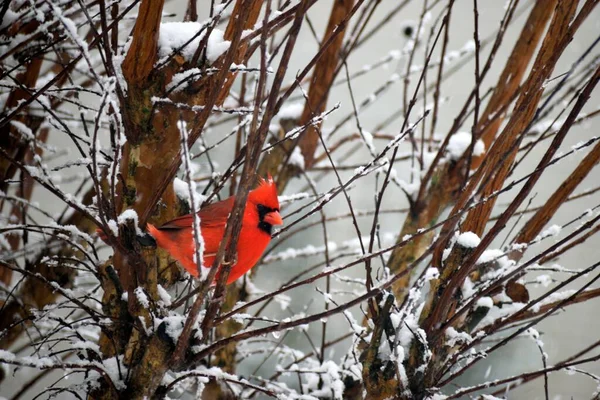 Червоний Кардинал Гілці Дерев Під Час Снігової Бурі — стокове фото