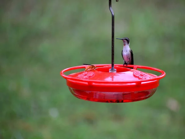 Kolibri Futterhäuschen Mit Einer Biene — Stockfoto