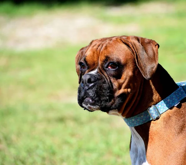 Söt Boxer Hund Poserar För Ett Porträtt Foto — Stockfoto