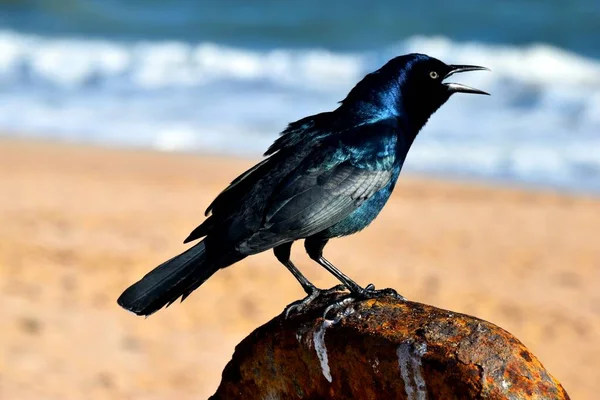 Pássaro Corvo Preto Empoleirado Tubo Ferro Fundo Praia Oceano — Fotografia de Stock