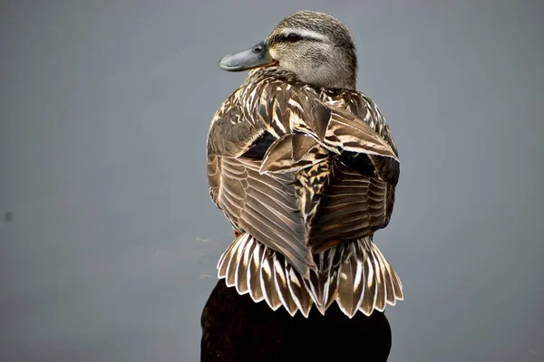 Duck Wild Wading Marshland Florida Usa — Stok fotoğraf