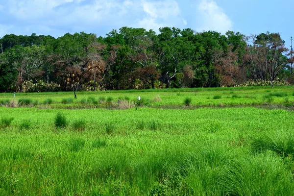 Vibrant Green Colors Marshland Florida Usa — Fotografia de Stock