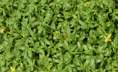 taze tere salatası tatlı