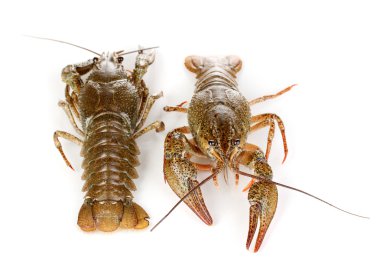 alive crayfishes izole beyaz yakın çekim