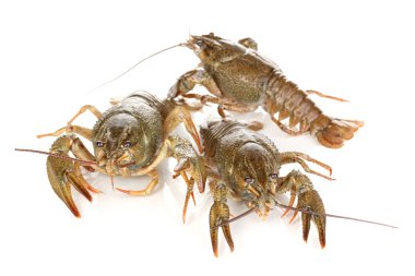 alive crayfishes izole beyaz zemin üzerine