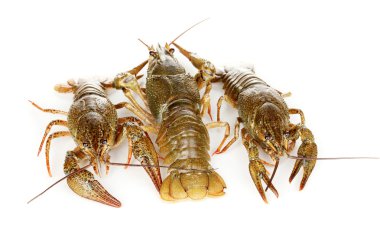 alive crayfishes izole beyaz zemin üzerine