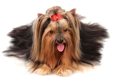 güzel yorkshire terrier üzerinde beyaz izole