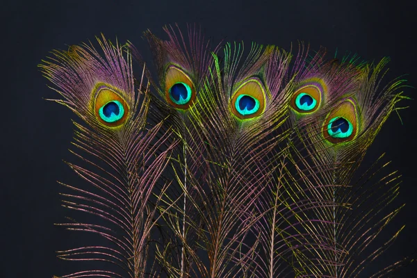 Plumes de paon sur fond noir — Photo