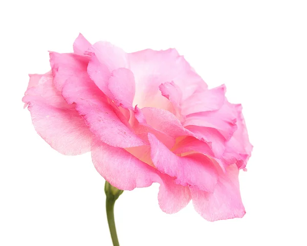 Eustome rose isolé sur blanc — Photo