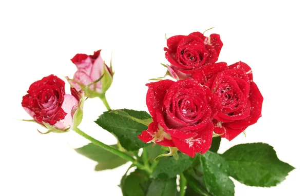 Hermosas rosas vinosas sobre fondo blanco de cerca — Foto de Stock