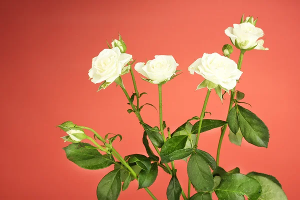 Mooie witte rozen op rode achtergrond close-up — Stockfoto
