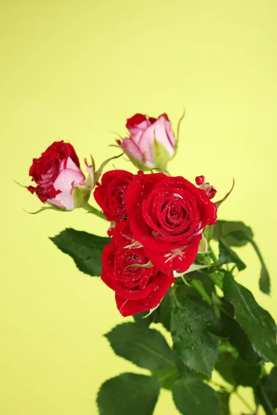 Hermosas rosas vinosas sobre fondo verde de cerca —  Fotos de Stock