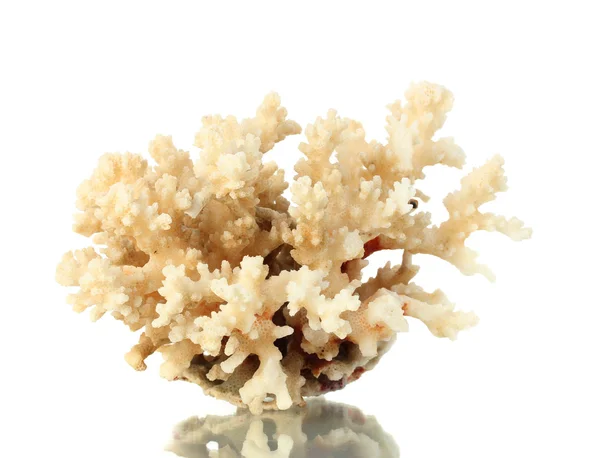 Coral marino aislado sobre fondo blanco — Foto de Stock