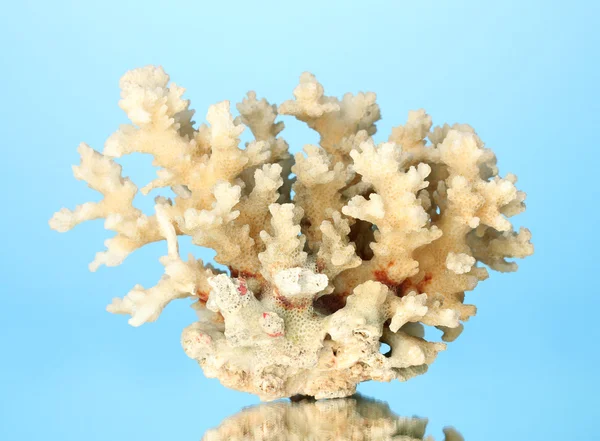 Corallo marino su sfondo blu primo piano — Foto Stock