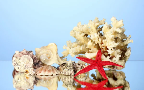 Deniz kabukları üzerinde mavi arka plan yakın çekim ile mercan — Stok fotoğraf