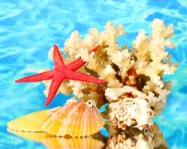 Coral marino con conchas sobre fondo de agua de cerca —  Fotos de Stock