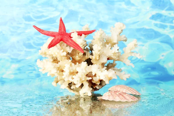 Морские кораллы с ракушками на водном фоне крупным планом — стоковое фото